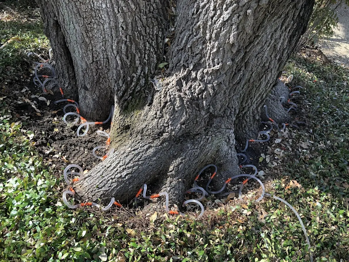 Detailed Tree Cabling and Bracing job site in Rifle